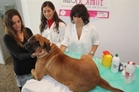 Banco de Sangre Canina LAMB - Extracción