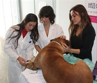 Banco de Sangre Canina LAMB - Extracción 2