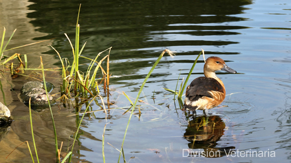 División Veterinaria