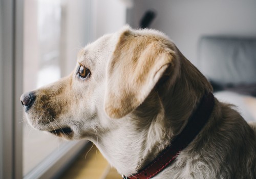 Análisis de sangre en perros